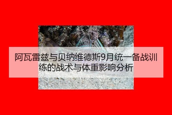 阿瓦雷兹与贝纳维德斯9月统一备战训练的战术与体重影响分析